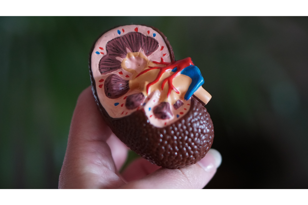 Adding Revive MD's Kidney Product into Your Daily Routine - Revive MD