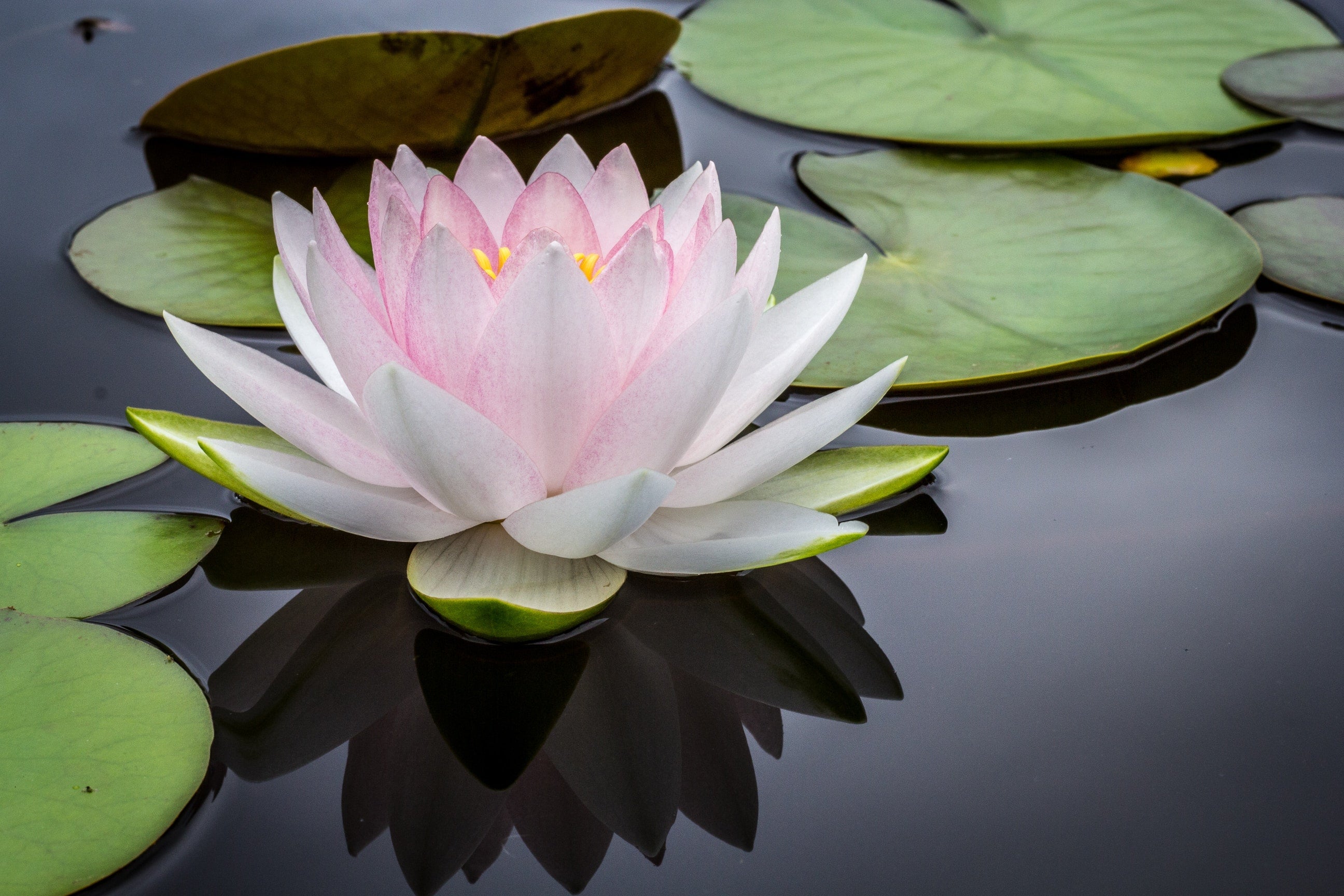 Using Calm+ to Help with Stress Management - Revive MD