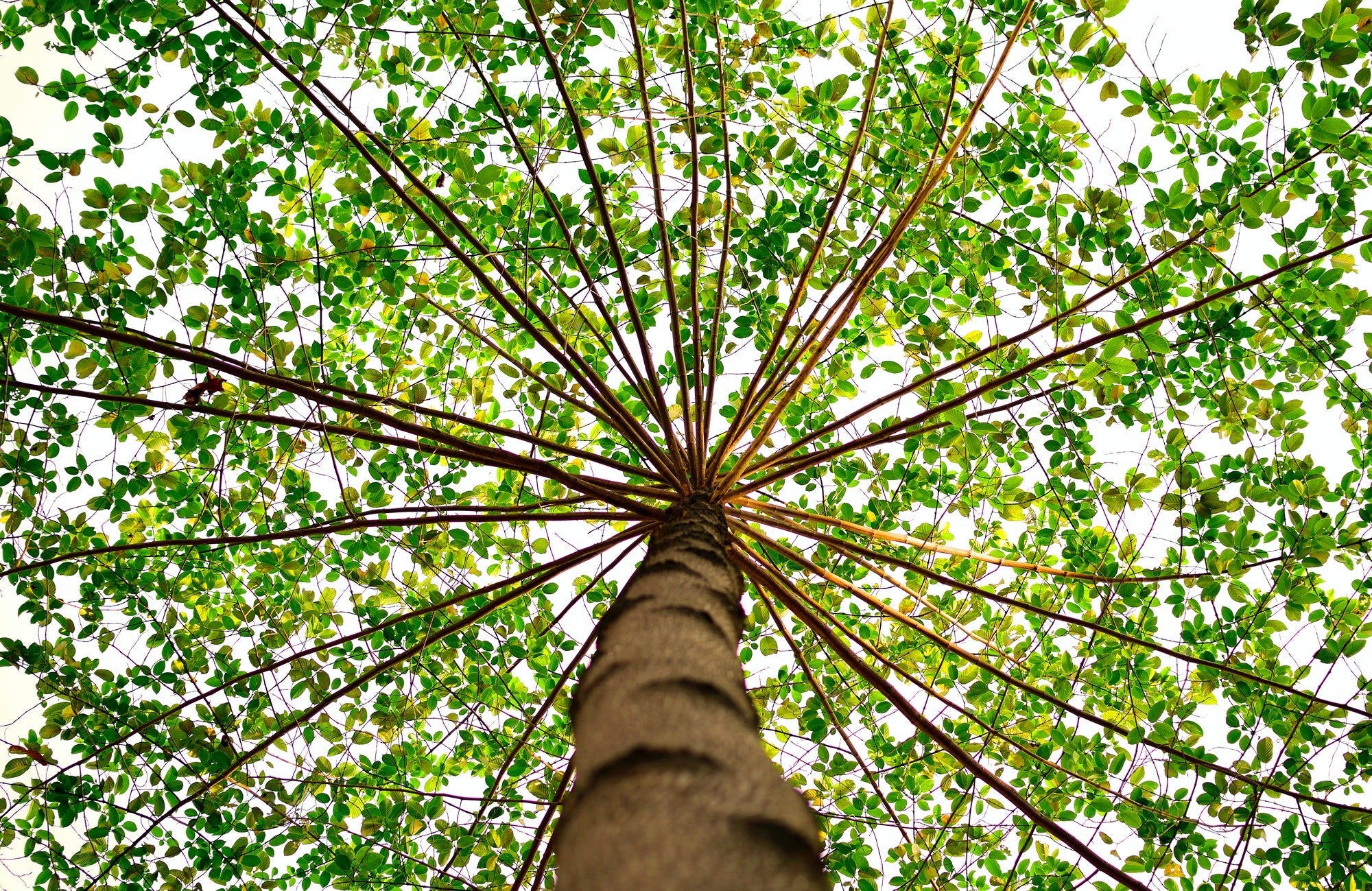 The Power of Greens Powders: Unlocking the Benefits - Revive MD