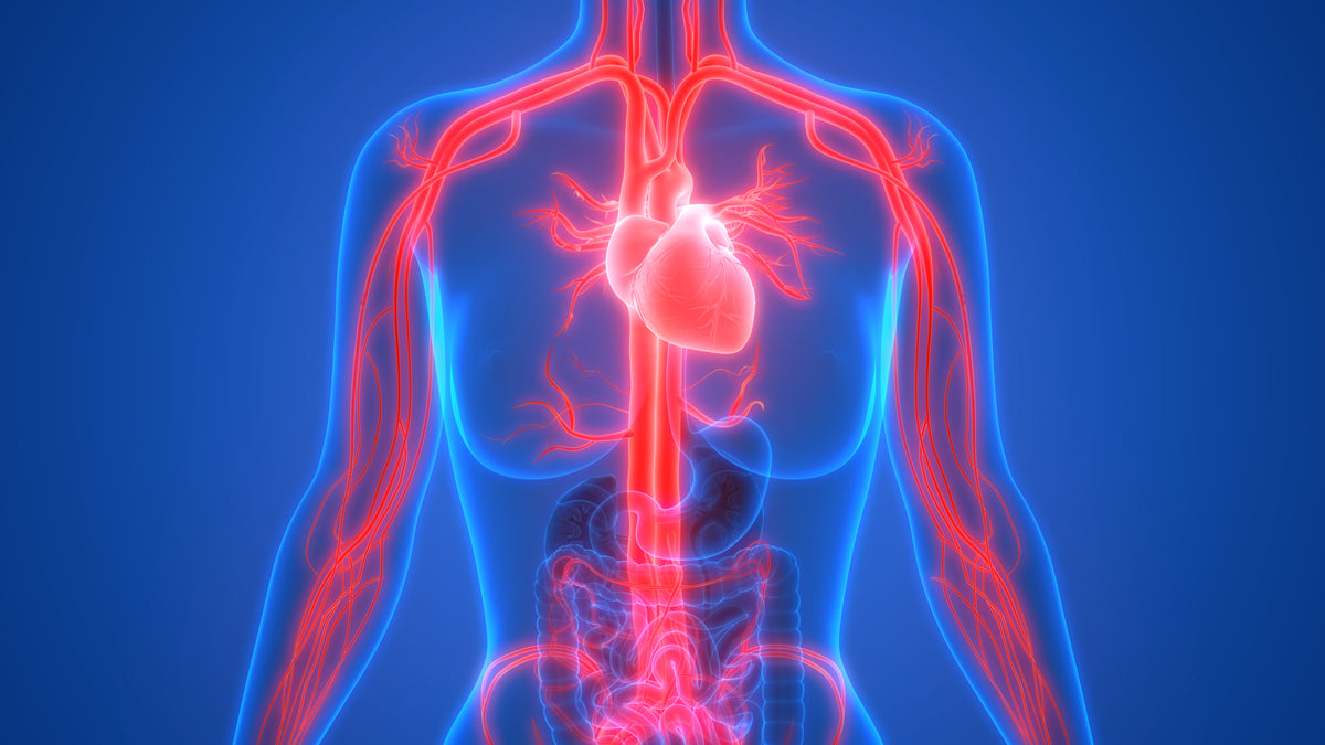 10 Tips to Help Improve Your Circulation | Revive MD