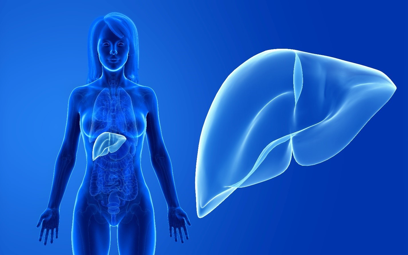 Liver Health - Support the Body's Detox System
