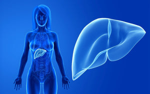 Liver Health - Support the Body's Detox System - Revive MD