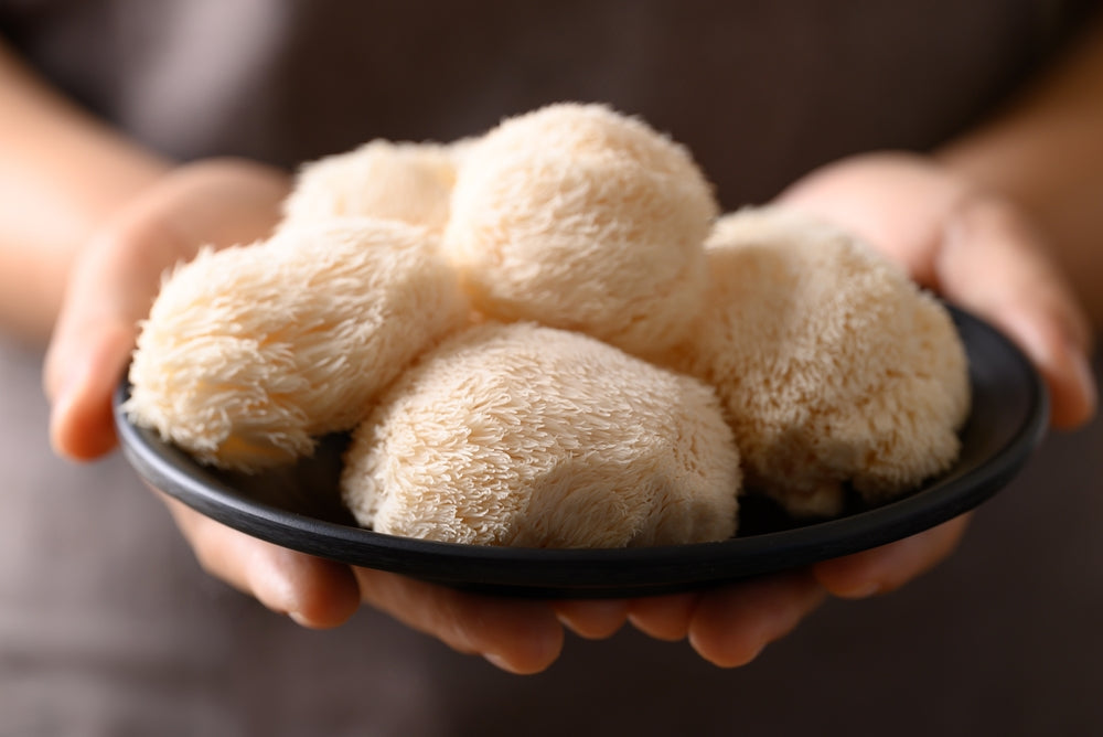 A person holding a black plate with fresh lion’s mane mushrooms (Hericium erinaceus), known for their fluffy, white, shaggy appearance and popular in plant-based cooking and natural health supplements.