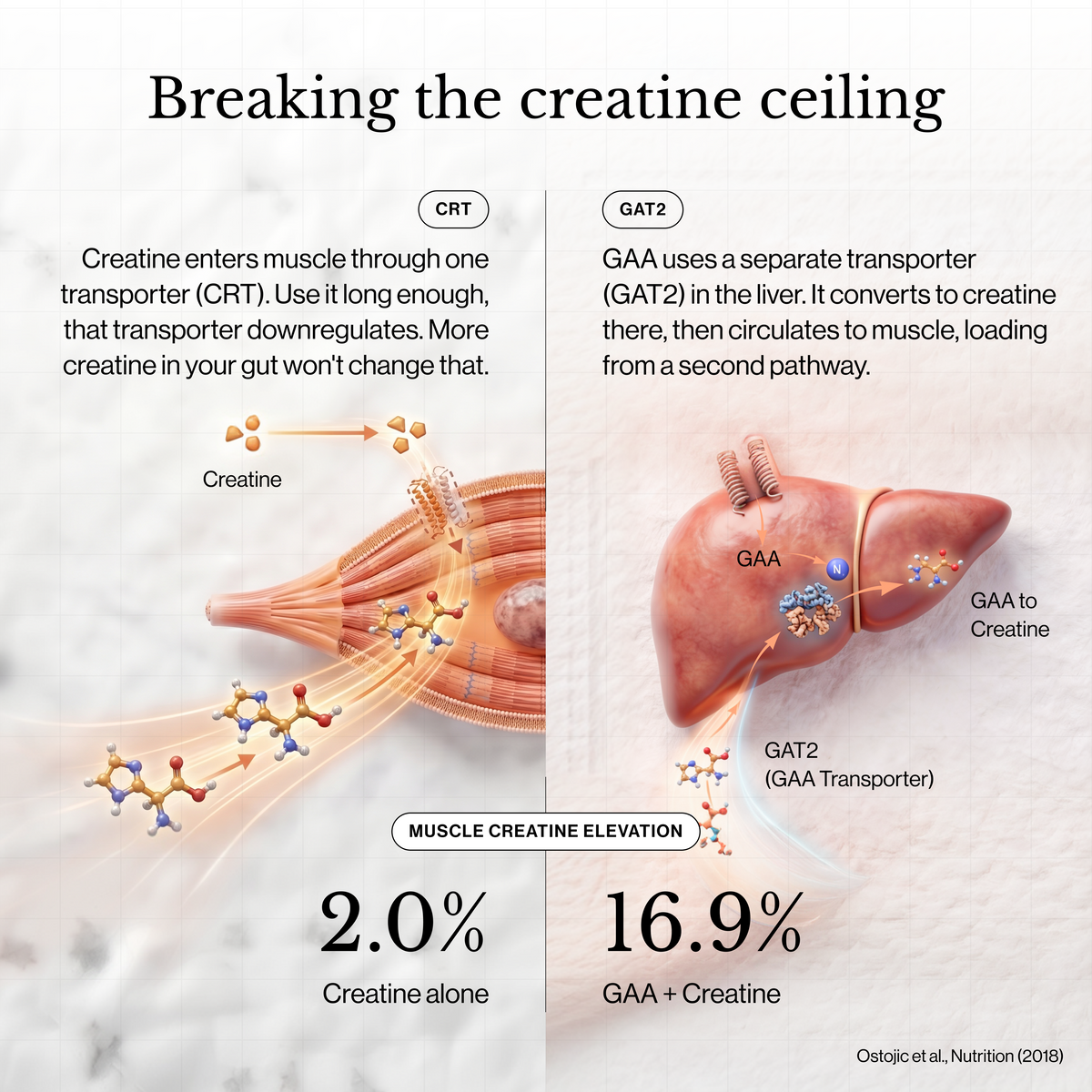Creatine + HMB