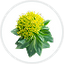 Rhodiola