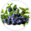 Pterostilbene