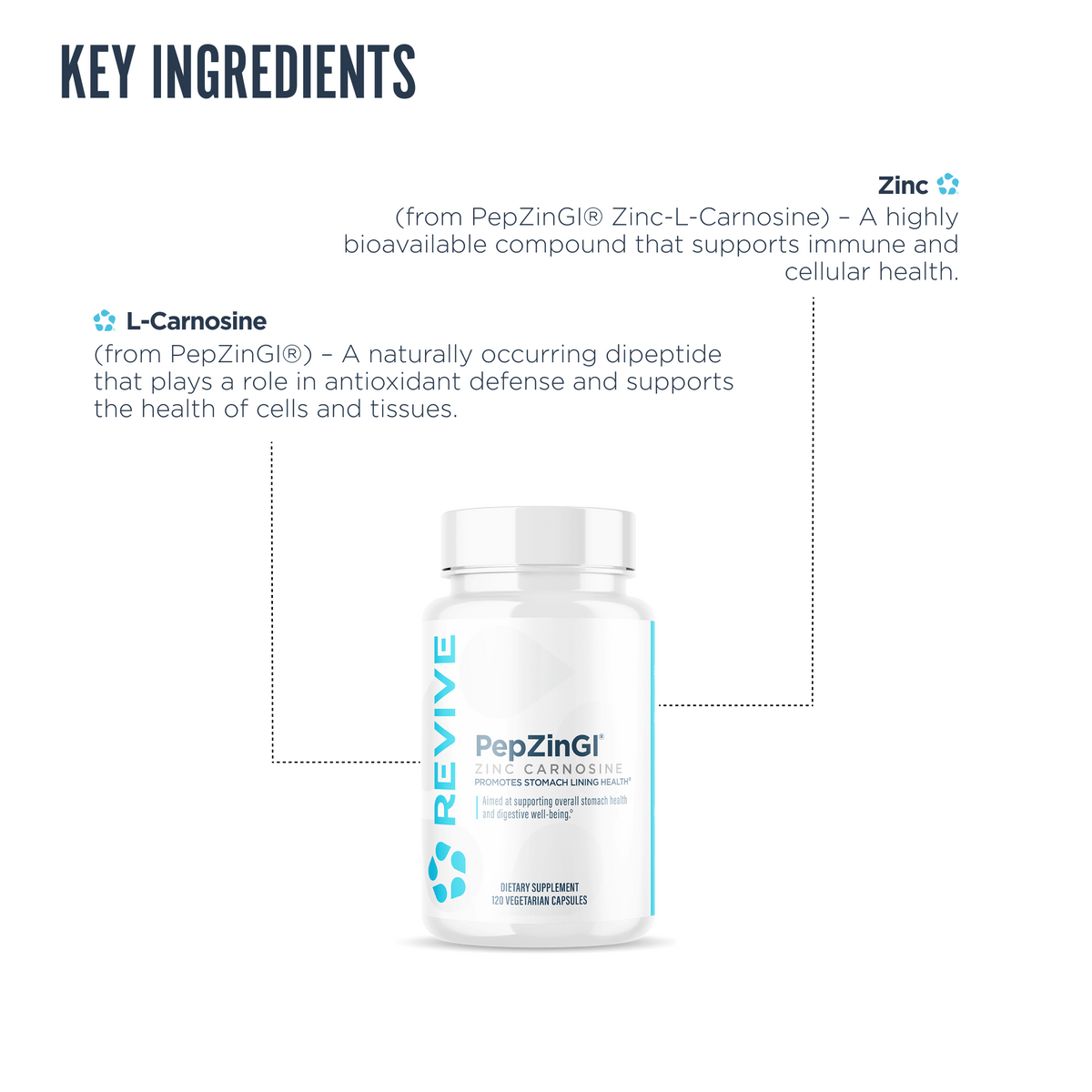 Revive PepZinGI supplement key ingredients visual highlighting zinc and L-carnosine from PepZinGI®. Designed to support immune health, antioxidant activity, and cellular protection.