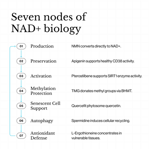 Diagram of Seven nodes of NAD+ biology with numbered steps and corresponding descriptions.