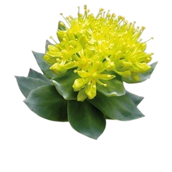 Rhodiola rosea (3% rosavins, 1% salidrosides), 200 mg